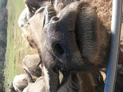 2007006