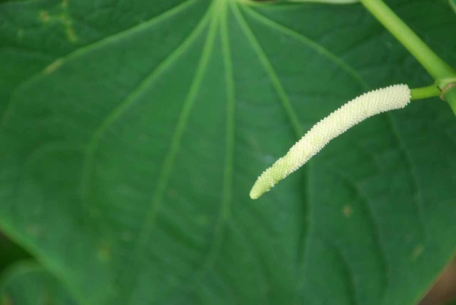 Hawaii08 007