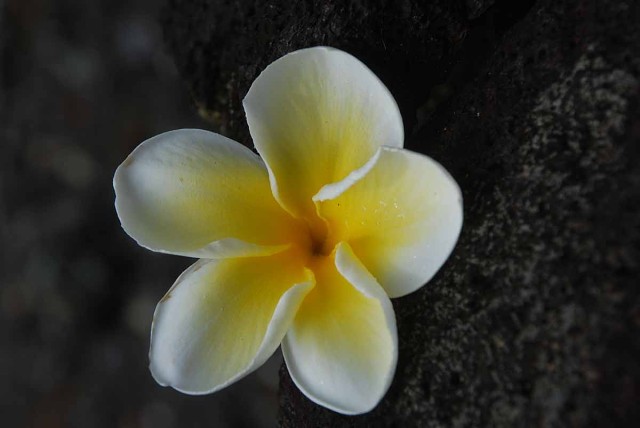 Hawaii08 011