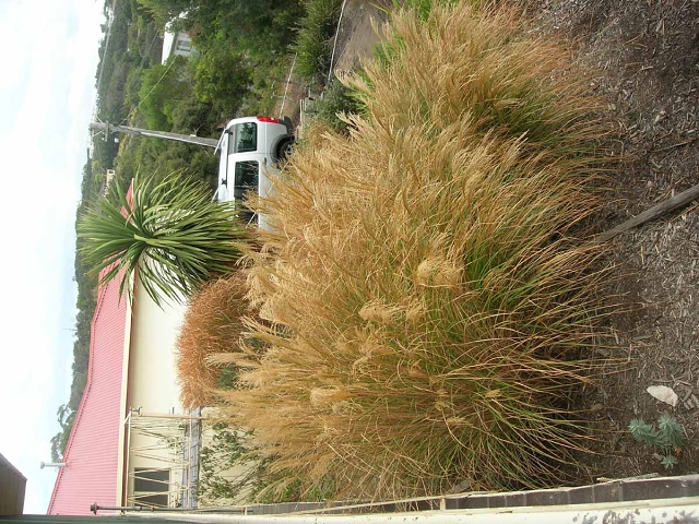 Rye Garden April 08001