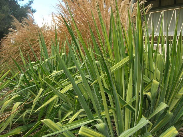 Rye Garden April 08012
