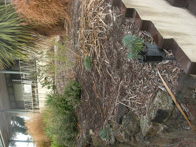 Rye Garden April 08015