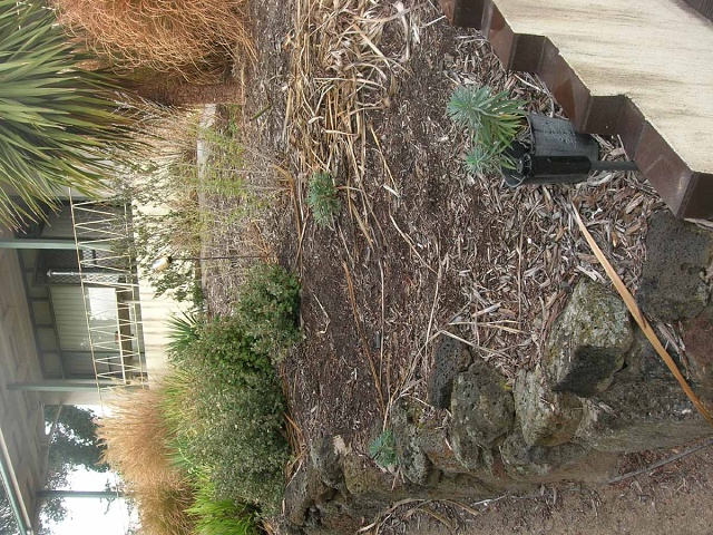 Rye Garden April 08016