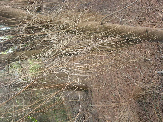 Rye Garden April 08045