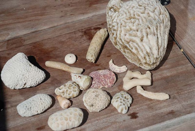 Found Coral Whitsundays