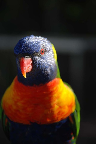 Parakeet (10) Airlie Beach Sept 08