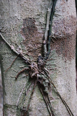 Vine On Trunk Whitsunday Is Sept 08